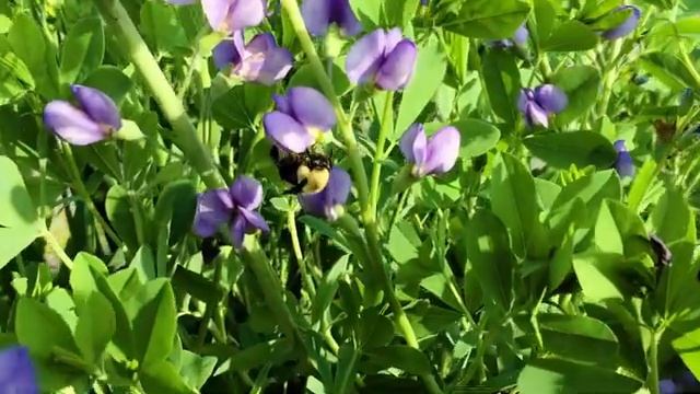 Native plant profile: Baptisia Australis (False Indigo) смотреть онлайн
