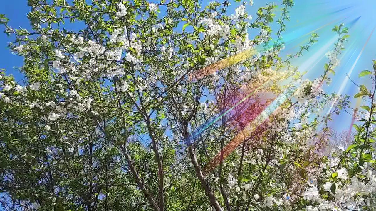 ЦВЕТУТ САДЫ  – природа просыпается  Пробежка по цветущему саду [1 мая]