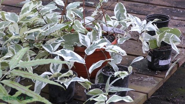 Сезон размножения. Фикус ампельный. смотреть онлайн