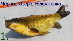 1.Черное Озеро, Некрасовка, Москва, ЛОВЛЯ КАРАСЯ на поплавок, кивок. Насадка червь, Рыбалка, Fishing