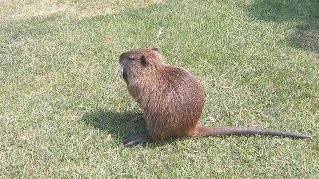 Большая компания маленьких нутрий./ A large group of small nutria. смотреть онлайн