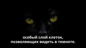 Китайский мальчик Нонг видит в темноте