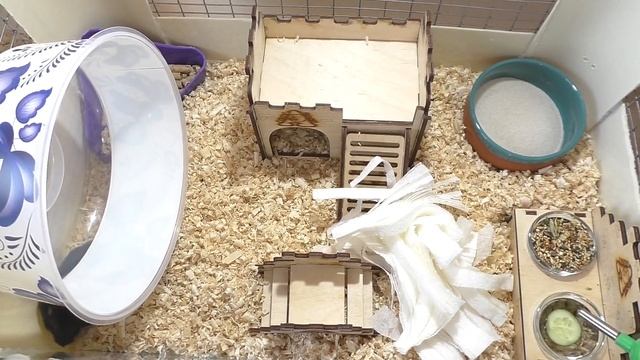 КОГДА КУПИМ ШИНШИЛЛУ? / УБОРКА У Хомки Орео и Бубы / Уборка в клетке хомяка / Alisa Easy Pets