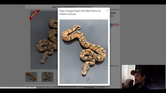 GHI Ball Python Morph Combos |  Jack's Reptiles