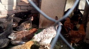 Цыплятам полтора месяца.растут как бройлеры !