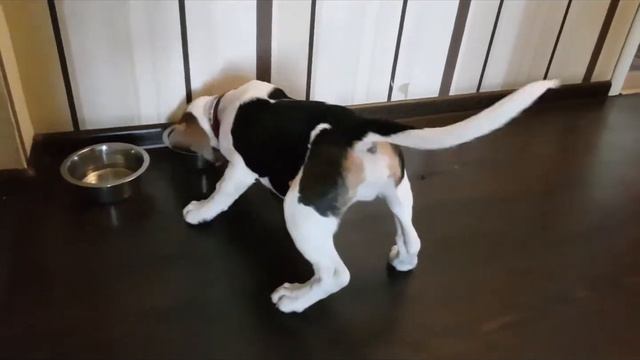 Вот так заканчивается диета... ))) | When the diet has ended...))) смотреть онлайн