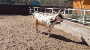 Айширские коровы в нашем хозяйстве. #айширы #коровы #теленок #кфх #ферма #молоко #удои