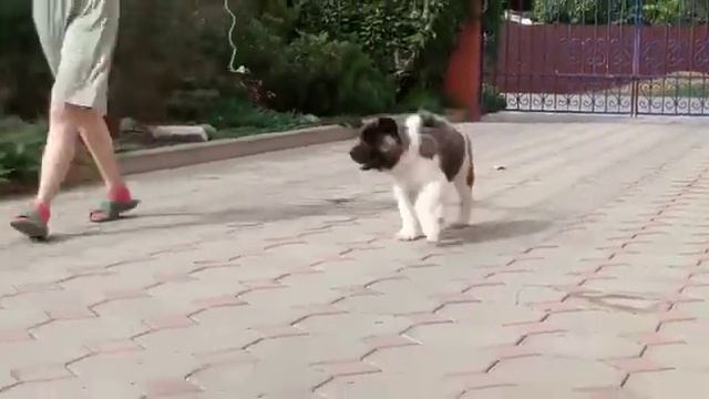 Американская акита, мальчик смотреть онлайн