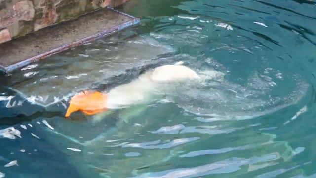 У белых медведей Стрелка играет, Герда выступает, а Белка отдыхает. смотреть онлайн