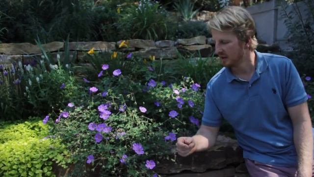 Geranium 'Rozanne' (Cranesbill) Amazing Plants смотреть онлайн