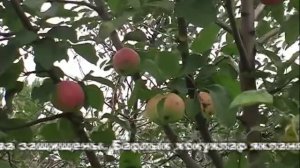 Бәхет алмагачы.Татарча Караоке