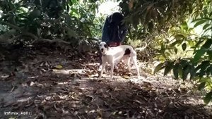 man and dog with mating