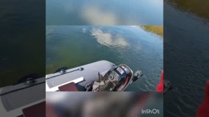 Трофейная щука. Рыбалка на спининг на реке Томь в Кузбассе, Кемеровская обл. город Юрга.