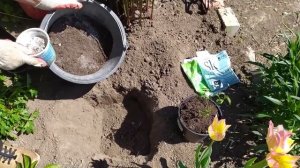 ПОСАДКА ПИОНОВ ДЕЛЁНКАМИ ВЕСНОЙ.ОСОБЕННОСТИ ПОСАДКИ, СОСТАВЛЕНИЕ ПОЧВОГРУНТА И НЕОБХОДИМЫЕ УДОБРЕНИ