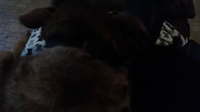 The Adventures of Munchkin 1 смотреть онлайн