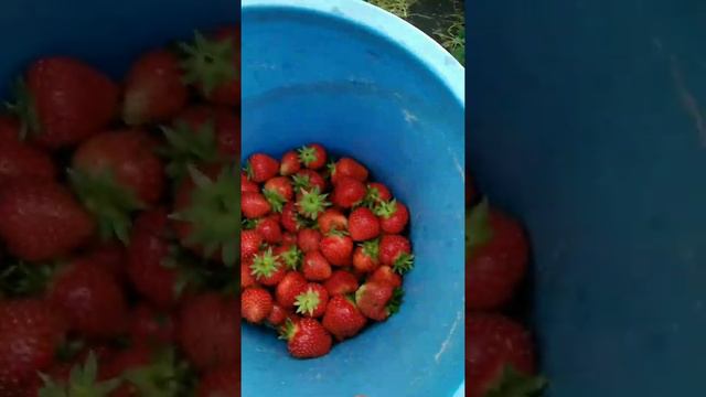 клубника 🍓 Алегро смотреть онлайн