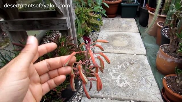 My two Aloe aristata Succulent plants in beautiful flower spike смотреть онлайн