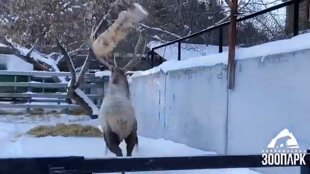 В Челябинском зоопарке изюбрь вернулся в свой вольер смотреть онлайн