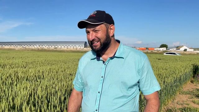 Пшеница 100ц без пестицидов и удобрений @asperepelitsa