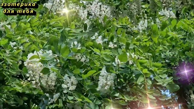 18 августа народный праздник день Евстигнея, Луковый день. Что нельзя делать. Народные приметы