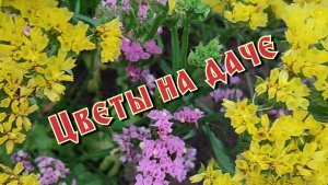 цветы на даче!