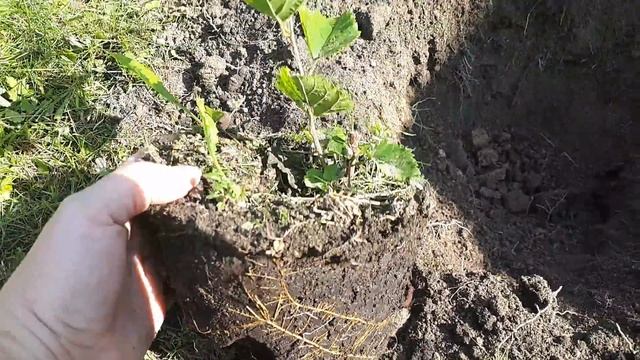 Шелковица в Подмосковье, посадка, размножение, уход. Видео - 3