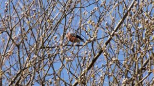 How to improve your garden for birds. Gardening for Biodiversity series.