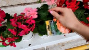 ЦВЕТЕНИЕ ПЕЛАРГОНИИ.ОБЗОР ПО СОРТАМ.2021