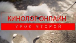 Онлайн-курс дрессировки. Урок 2 | Кинолог Шустов Андрей | kinolog.online