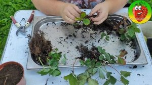 Деление Клубники | Старая Клубника | Послесловие