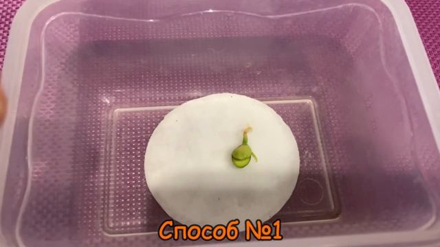 ⁉️ЛИМОН ИЗ КОСТОЧКИ Дома 2 способа? Пошагово ‼️
