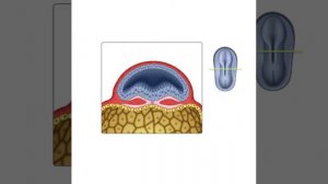 Обучающий видеоматериал по гистологии/биологии. Нейруляция Эмбриогенез