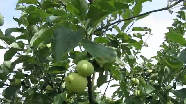 Дача. Белый налив. 02.08.-17.08.2022. смотреть онлайн