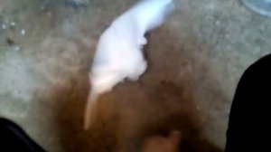 Голубь заболел что делать ???