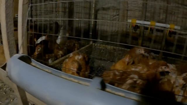 Уже "распаковываем " стог сена и надоело таскать воду корове! Будни деревенские! смотреть онлайн