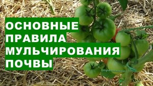 Основные правила мульчирования почвы для получения большого урожая овощей, экономии воды и денег на