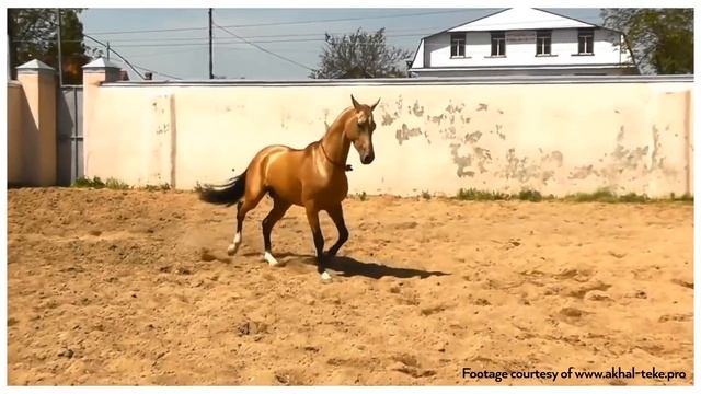 Unusual Horses: Akhal-Teke смотреть онлайн