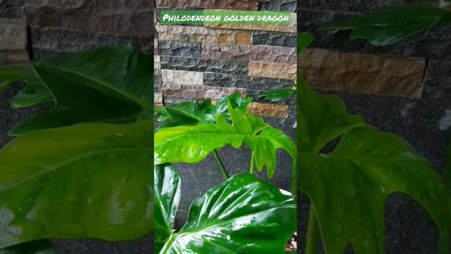 Philodendron Golden Dragon #philodendron #philodendronfanatic #philodendrons #tanamanhias #tanaman