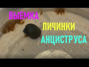 Как перенести икру, личинку или молька анциструса из общего аквариума в отсадник. Выемка личинки.