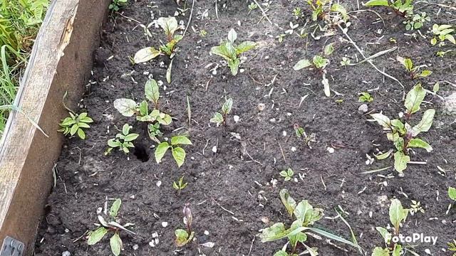 рассада свеклы смотреть онлайн