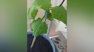 Мое хобби ?????