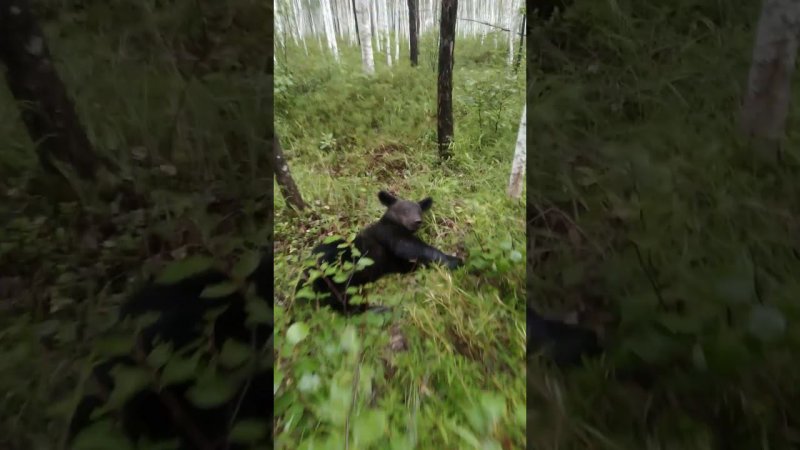 Медвежонок радуется дождю. #bear