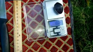 Виноград ЖУРАВЛЕНОК на 26.09.2021