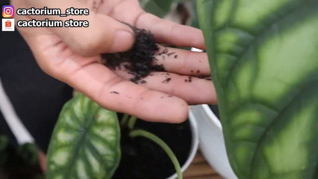 ALOCASIA DRAGON SCALE | Harga alocasia dragon scale | Alocasia baginda | Tips Jitu perawatan смотреть онлайн