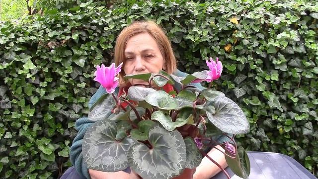 Цикламен  Уход после окончания цветения?