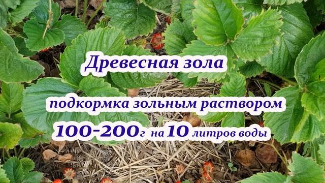 Обязательно подкормите клубнику (землянику) осенью для получения хорошего урожая в следующем сезоне смотреть онлайн