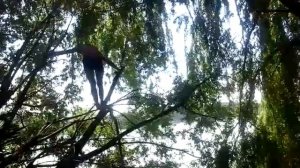 Алкаш падает с дерева