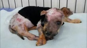 Мужчина сварил щенка в кипятке и выбросил. В это невозможно поверить!