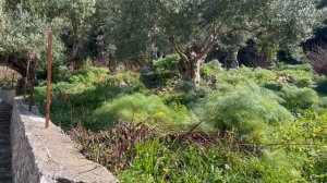 Монах Андроник. Сад Божией Матери. Иисусова молитва.