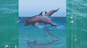 Восхищение дельфинов 